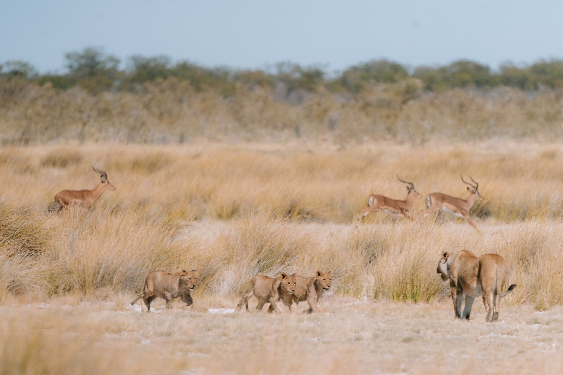 LIONS vs BOL: What’s the Best Strategy for Success?
